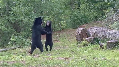 Black Bears Dance